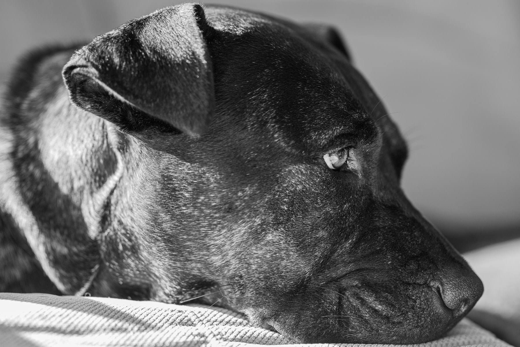 Spirit of gallery image 19 by LimeShot Studio